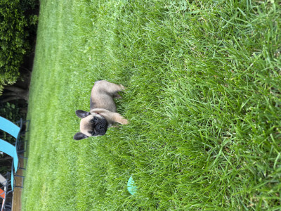 Bouledogue français - Chiots bouledogues français inscrit au lof