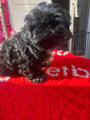 Shih Tzu - bébés Shih Tzu