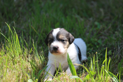 Parson Russell Terrier - Chiots Parson Russel Terrier à vendre.