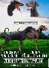 Dobermann - MAGNIFIQUE PORTEE GALLIC TEMPLUM - GALLIC TEMPLUM