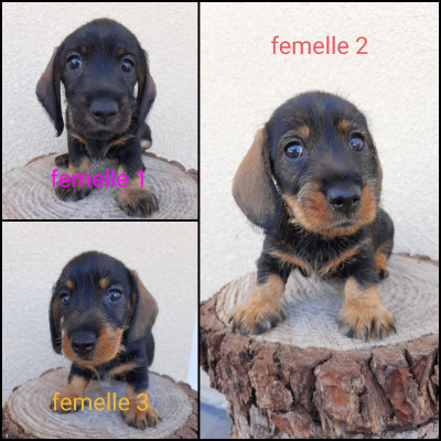 Teckel poil dur - Femelles teckels à poil dur naines
