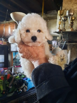 Bichon frise - CHIOTS BICHON FRISE LOF - DE LA MAISON DES JEUNES