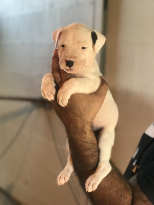 Dogo Argentino - Chiots dogue argentin Lof avec pedigree exceptionnel parents importer