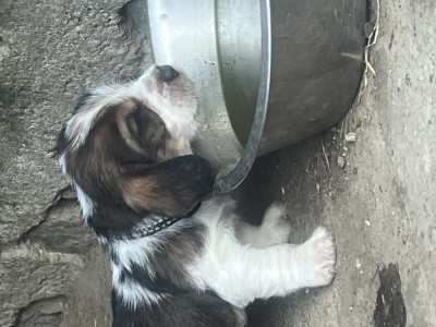 Petit Basset griffon vendeen - Petit basset griffon vendéen - Des joyaux de la lande