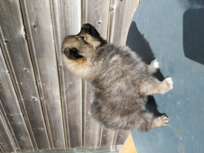 Spitz allemand - Chiots Spitz petit - non LOF