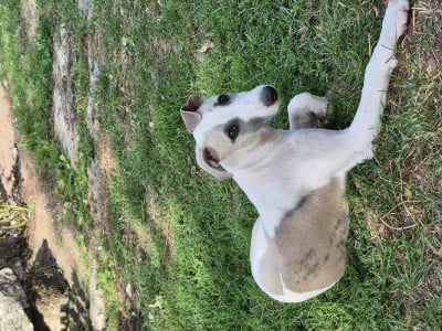 Whippet - Chiots Whippet disponible le 31 Juillet 2025 - DE MEDICIS DU VAL DE CHER