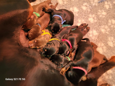 Dobermann - Chiots Dobermann a réserver