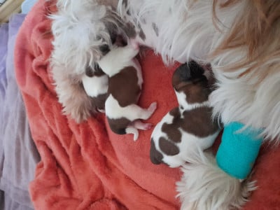 Shih Tzu - Particulier Propose de réserver chiot de race Shi Tzu LOF