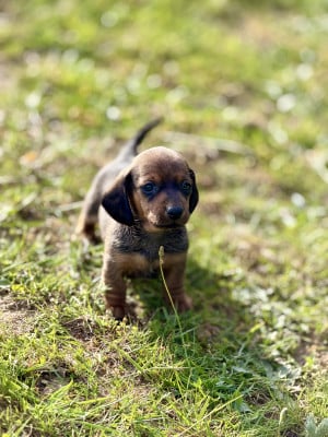 Teckel poil ras - Chiots LOF teckel nain poils ras fauve