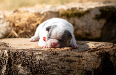 Bouledogue français - Chiots Bouledogue Français - LKM KENNEL