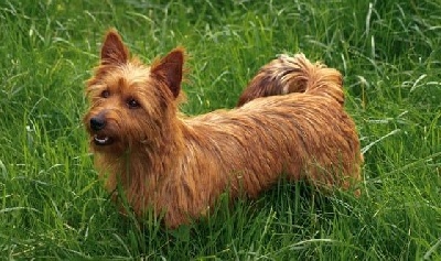 Australian Terrier - Chiots Terriers Australiens LOF - RIDGEY DIDGE