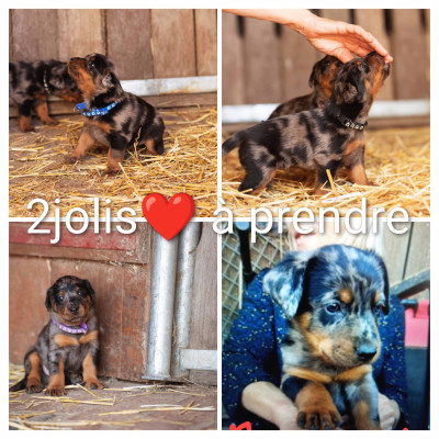 Berger de Beauce - chiots beaucerons arlequin
