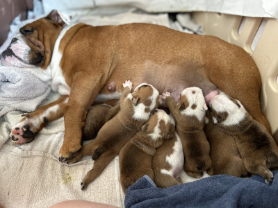 Bulldog Anglais - Vends Buldog anglais, lof