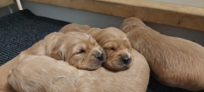Golden Retriever - chiots golden retriever lof