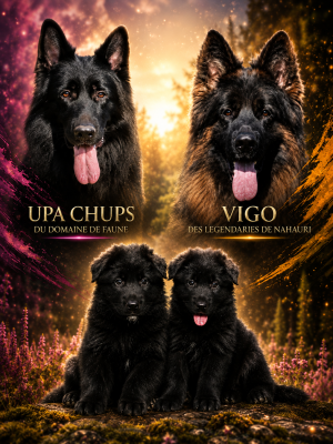 Berger Allemand Poil Long - Magnifiques chiots Berger Allemand à poils longs noirs - du Domaine de Faune