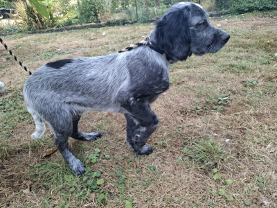 Epagneul bleu de Picardie - Chiot Epagneul Bleu de Picardie LOF, de race - Des Sources du Liger