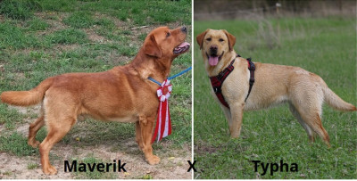 Labrador Retriever - Chiots Labrador LOF - Des Bords de l'Aubance