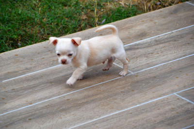Chihuahua - Chiots merveilleux Chihuahua Couleur Chocolat - FrenchElegance