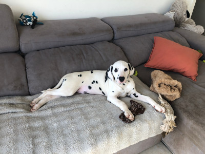 Dalmatien - Chiot LOF Dalmatien 🥰
