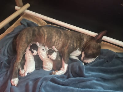 Bull Terrier Miniature - Chiots bull-terrier miniature