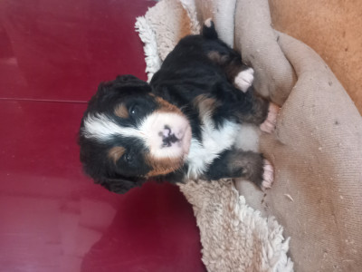 Bouvier Bernois - Bouviers bernois lof portée testée