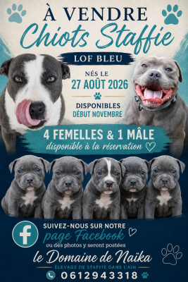 Staffordshire Bull Terrier - Staffie LOF bleu