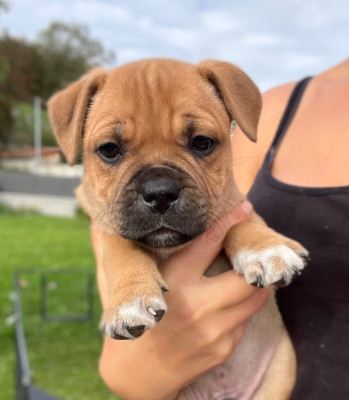 Staffordshire Bull Terrier - Chiots Staffordshire Bull Terrier LOF - Reservations ouvertes