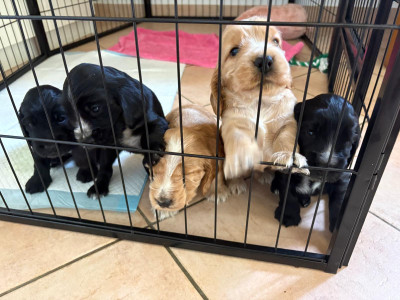 Cocker Spaniel Anglais - 5 chiots cocker spaniel cherchent leur future famille