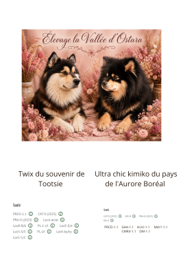 Chien finnois de Laponie - Chiot finnois laponie lof - La Vallée d'Ostara