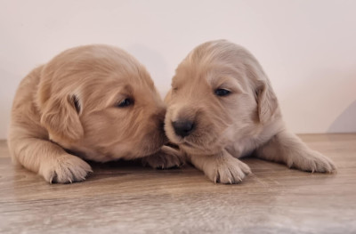 Golden Retriever - Chiots d'exceptions - DOMAINE DES SACRES