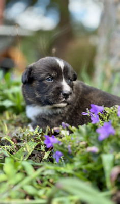 Welsh Corgi Cardigan - Welsh corgi cardigan