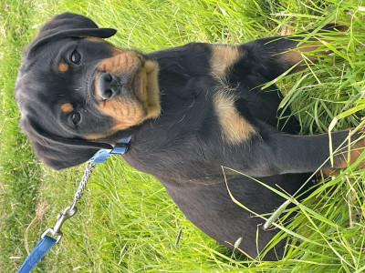 Rottweiler - Chiots lof Rottweiler - DIAMS BLACK