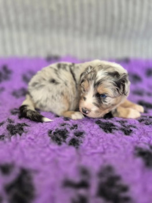 Berger Australien - Chiots bergers australiens LOF