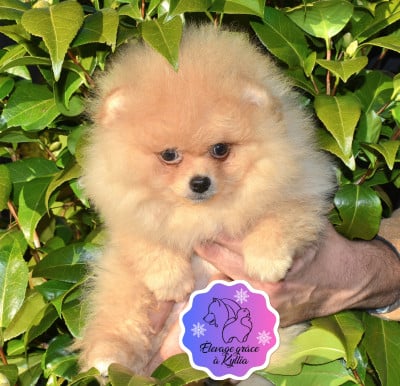 Spitz allemand - Superbe mâle spitz pomeranien