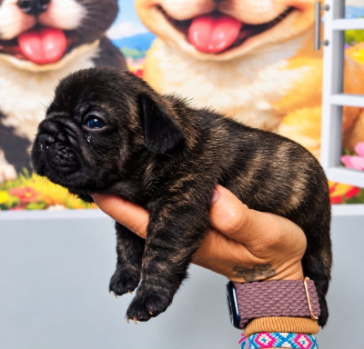 Bouledogue français - Chiots bouledogues français