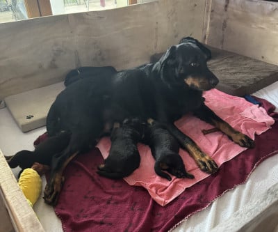 Berger de Beauce - Chiots Berge de Beauce
