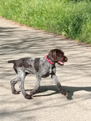 Chien d'arrêt allemand à poil dur - Chiot Drahthaar