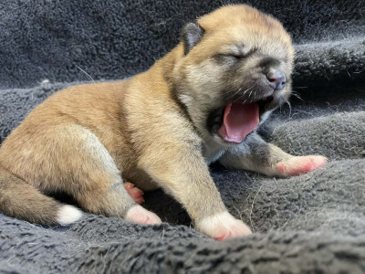 Akita - Chiots Akita Inu