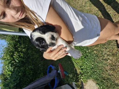 English Springer Spaniel - Chiots Springer
