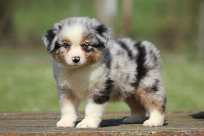 Berger Américain Miniature  - Chiots Berger Américain Miniature