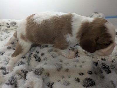 Cavalier King Charles Spaniel - Chiot Cavalier King Charles Spaniel