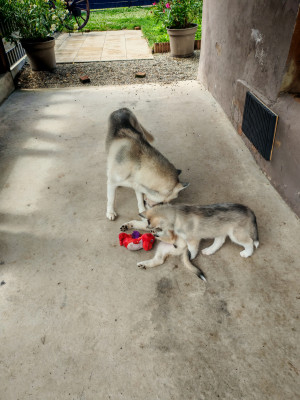 Siberian Husky - 🐾 Chiots Husky Sibérien à adopter – 2 mâles disponibles : ASTON & AKIRO