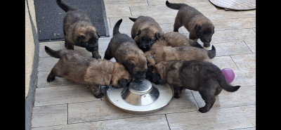 Leonberger - Chiots Leonberg