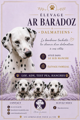 Dalmatien - Portée de chiots Dalmatien LOF elevage en famille