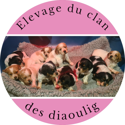 Epagneul Breton - A réserver chiots épagneul breton - Du clan des diaoulig
