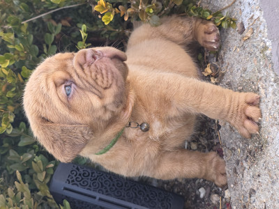 Dogue de Bordeaux - Dogue de Bordeaux
