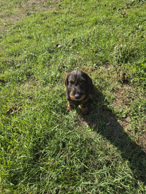 Teckel poil dur - Disponible de suite Chiot Teckel poil dur