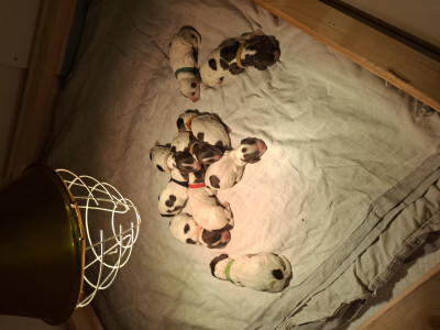 English Springer Spaniel - Chiots Springer