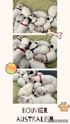 Bouvier australien - chiots BOUVIER AUSTRALIEN 🇦🇺 alias CATTLE DOG - De létang de la Couarche