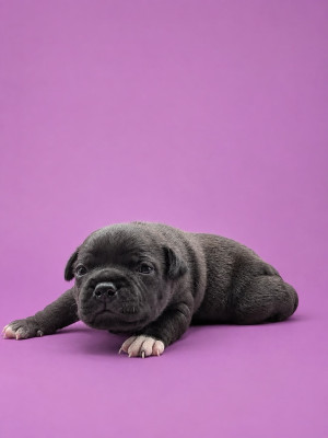Staffordshire Bull Terrier - Chiots staffie noir - des gones d'Anubis
